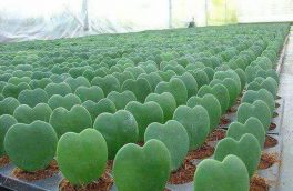 نامزدهای اتاق ها، کاکتوس های دوست داشتنی / تلنگر۲۴