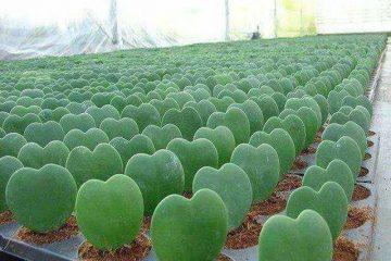 نامزدهای اتاق ها، کاکتوس های دوست داشتنی / تلنگر۲۴